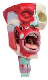 鼻、口、咽喉腔分解模型